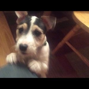 Meet your Posher, Allen